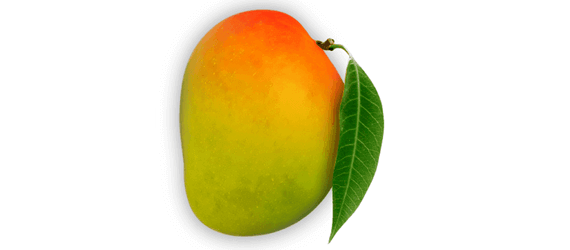 Original Alphonso Mango - prajaagro.com